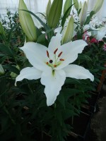 [4334 Meriva TL VZ No102.JPG]